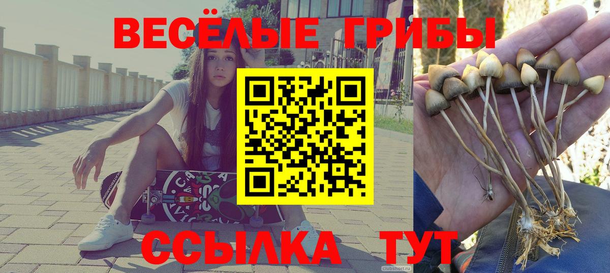 Полысаево  Псилоцибиновые грибы Psilocybine cubensis  Вход с VPN 